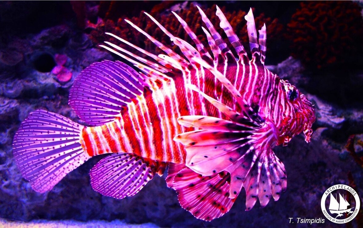 lionfish.jpg