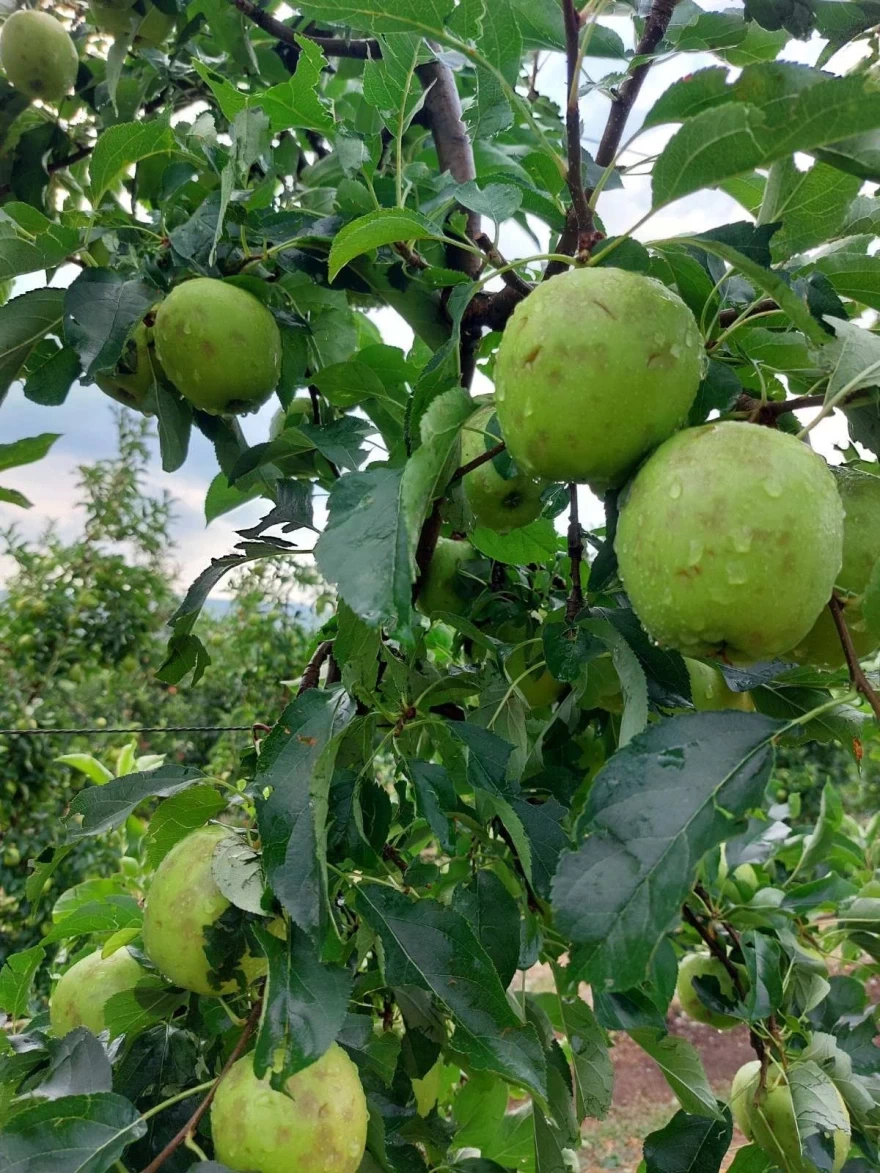 Άνοιξαν οι ουρανοί στη Λάρισα, ζημιές σε καλλιέργειες