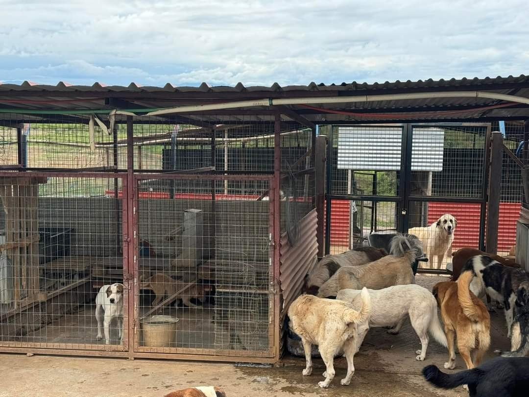 Δήμος Πέλλας: Το κυνοκομείο λειτουργεί με τις προβλεπόμενες προδιαγραφές