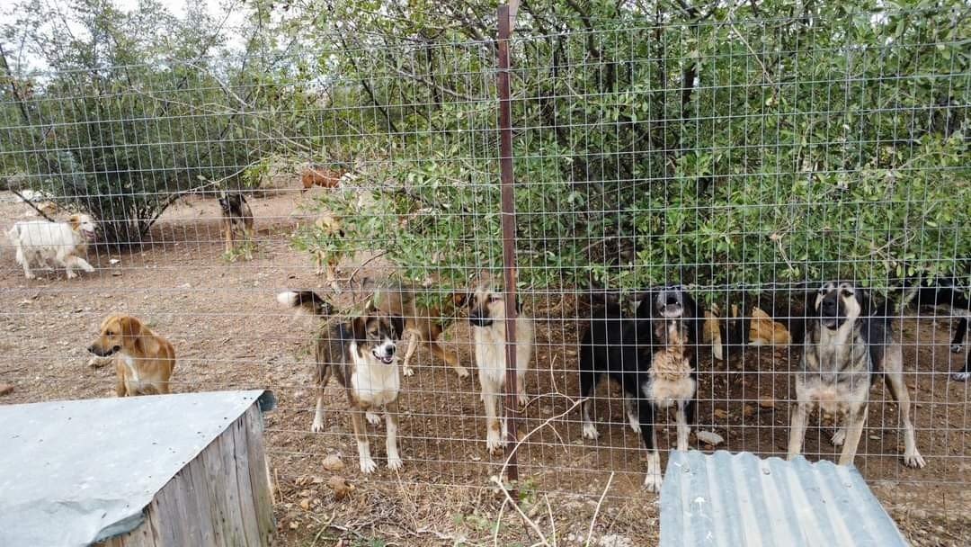 Δήμος Πέλλας: Το κυνοκομείο λειτουργεί με τις προβλεπόμενες προδιαγραφές