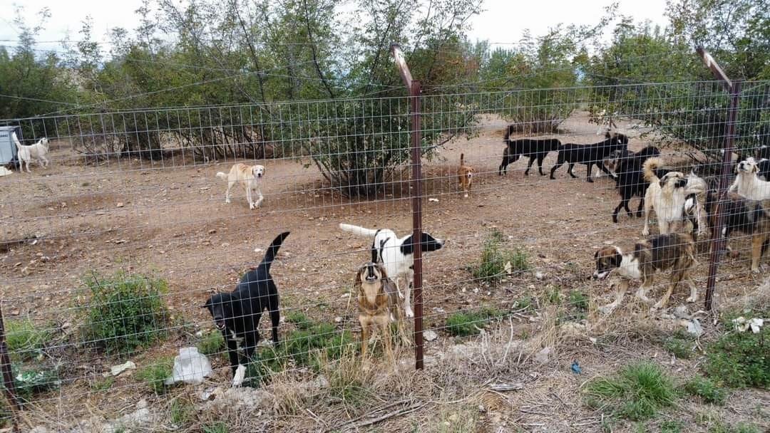 Δήμος Πέλλας: Το κυνοκομείο λειτουργεί με τις προβλεπόμενες προδιαγραφές