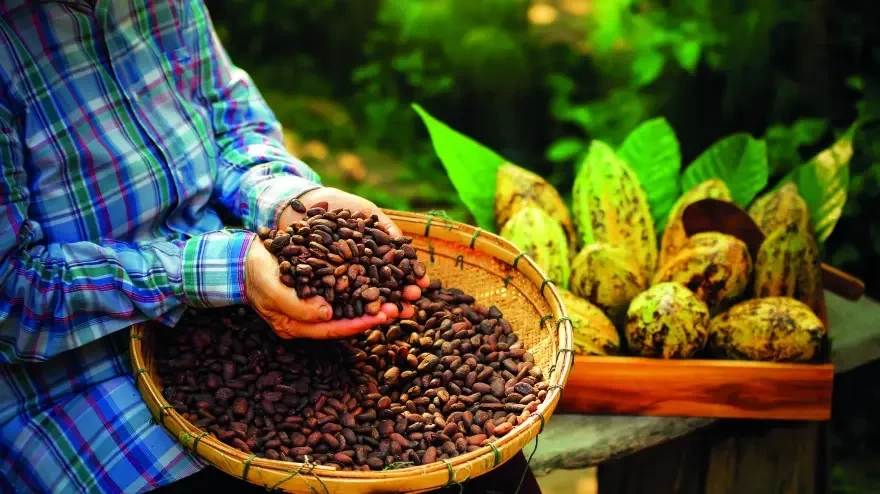 Η σοκολάτα κινδυνεύει - Πώς η κλιματική κρίση θα επηρεάσει τα κακαόδεντρα και την παραγωγή τους στο άμεσο μέλλον;