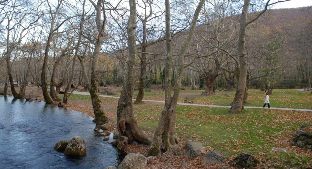 Άγιος Νικόλαος Νάουσας: τι προκαλεί την πρόωρη φυλλόπτωση στα πλατάνια