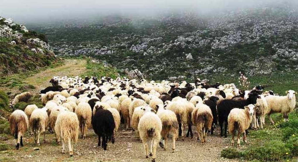 Διεύθυνση Κτηνιατρικής της ΠΚΜ -Ενημέρωση προς τους ιδιοκτήτες κτηνοτροφικών εγκαταστάσεων για την προφύλαξη του ζωικού κεφαλαίου από φυσικές καταστροφές