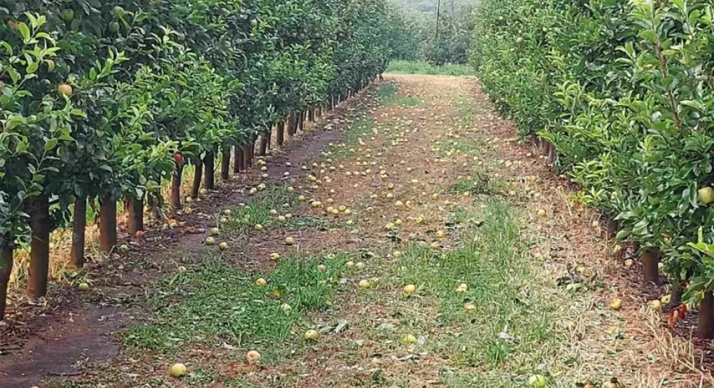 Άνοιξαν οι ουρανοί στη Λάρισα, ζημιές σε καλλιέργειες