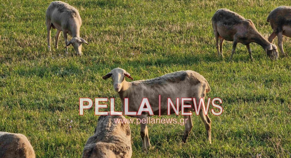 Πανώλη μικρών μηρυκαστικών: Νέα μεγάλη κτηνιατρική επιχείρηση στην Περιφέρεια Δυτικής Ελλάδας