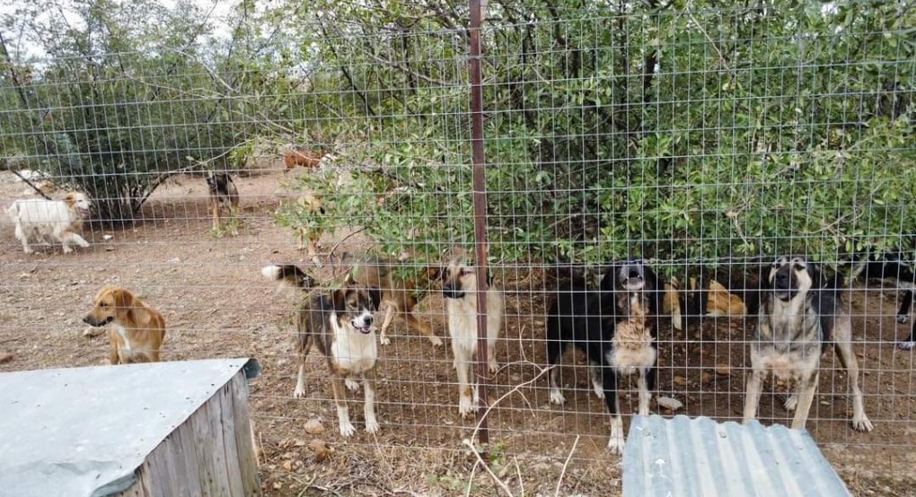 Δήμος Πέλλας: Το κυνοκομείο λειτουργεί με τις προβλεπόμενες προδιαγραφές