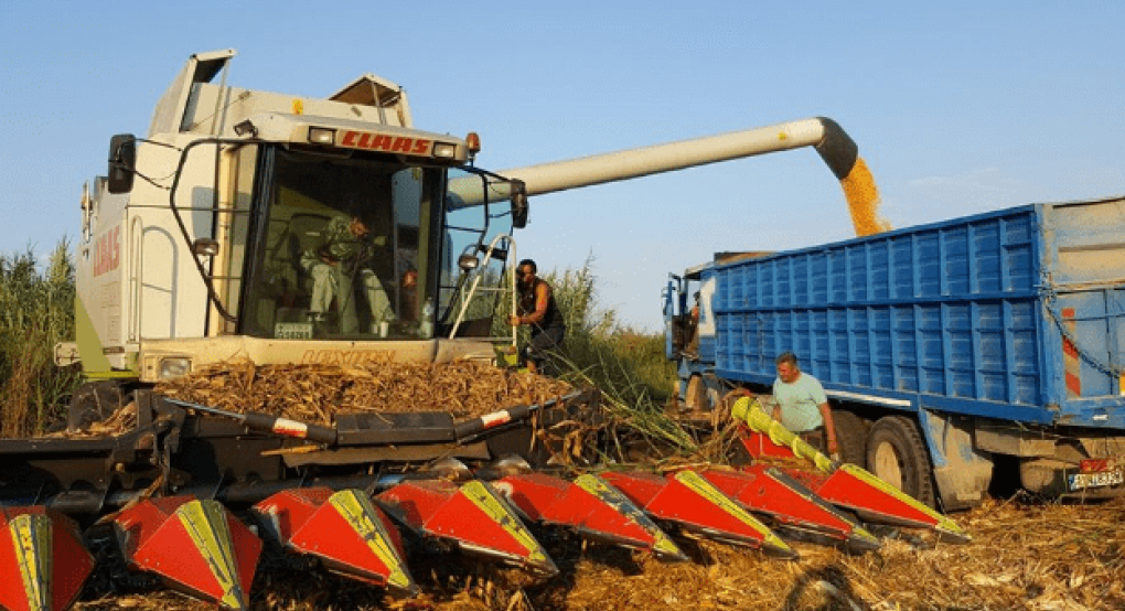 Βόρεια Ελλάδα: Λίγα τα κιλά φέτος στο καλαμπόκι, σαν όνειρο τα 900 κιλά προς λήψη συνδεδεμένης για πολύ κόσμο