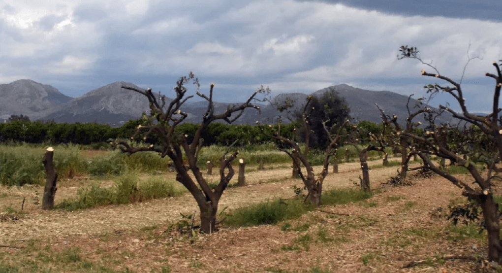 Εργατικό ατύχημα στο Ρέθυμνο: Έπεσε από ύψος οκτώ μέτρων ενώ κλάδευε