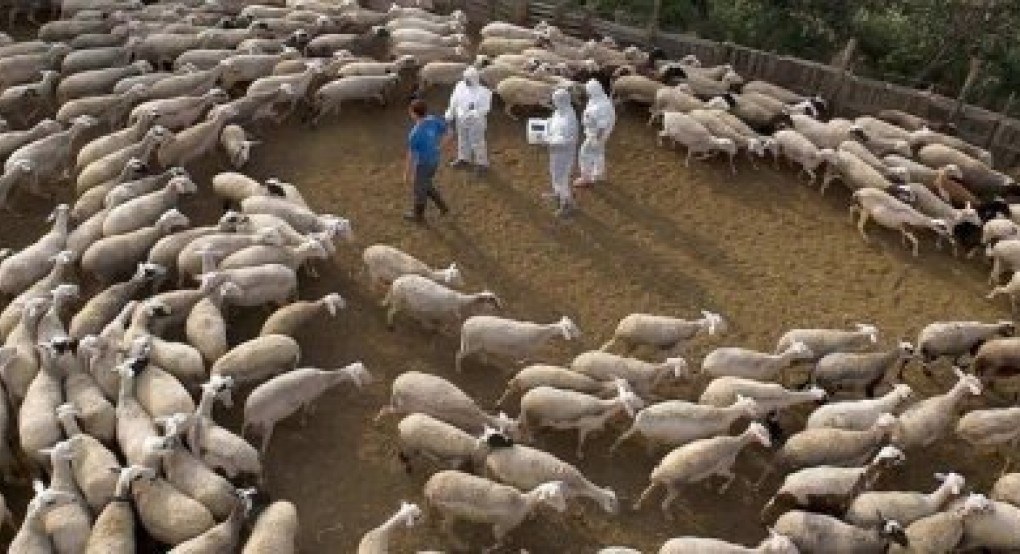 Πλήθος προβλημάτων στην καταβολή ενισχύσεων λόγω θανατώσεων ζώων εξ αιτίας της πανώλης