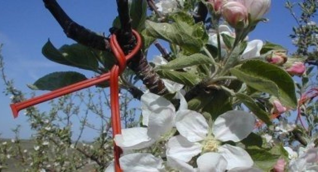 Έως 31 Οκτωβρίου, για το φετινό «Κομφούζιο», η έκδοση παραστατικών αγοράς φερομονικών σκευασμάτων