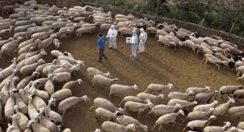 Καταβάλλονται αποζημιώσεις κτηνοτρόφων για ζώα που θανατώθηκαν λόγω πανώλης και ευλογιάς