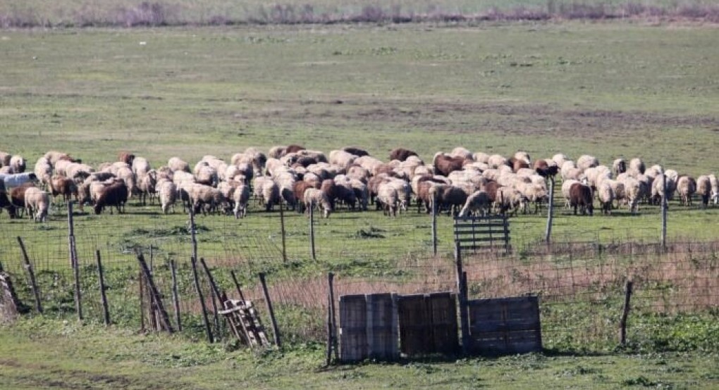 Ευλογιά σε μονάδα με 1500 πρόβατα στην Αγχίαλο -Σε “κόκκινη ζώνη” η Μαγνησία