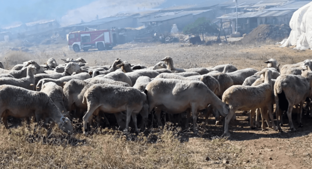 Ψάχνουν να βρουν ποιοι πέταξαν δεκάδες νεκρά πρόβατα σε ρέμα