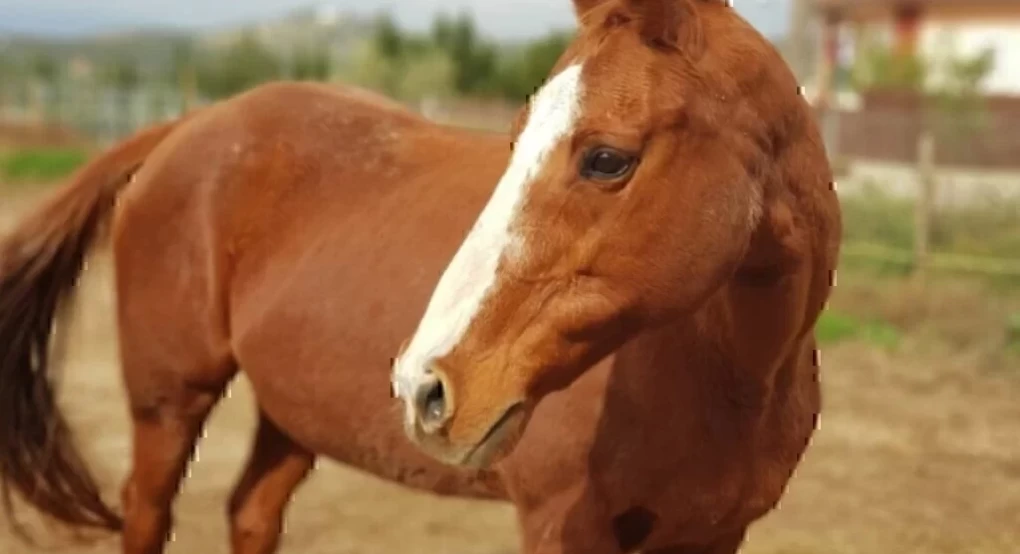 Σε εισαγγελείς η υπόθεση των αδέσποτων αλόγων στον Υμηττό