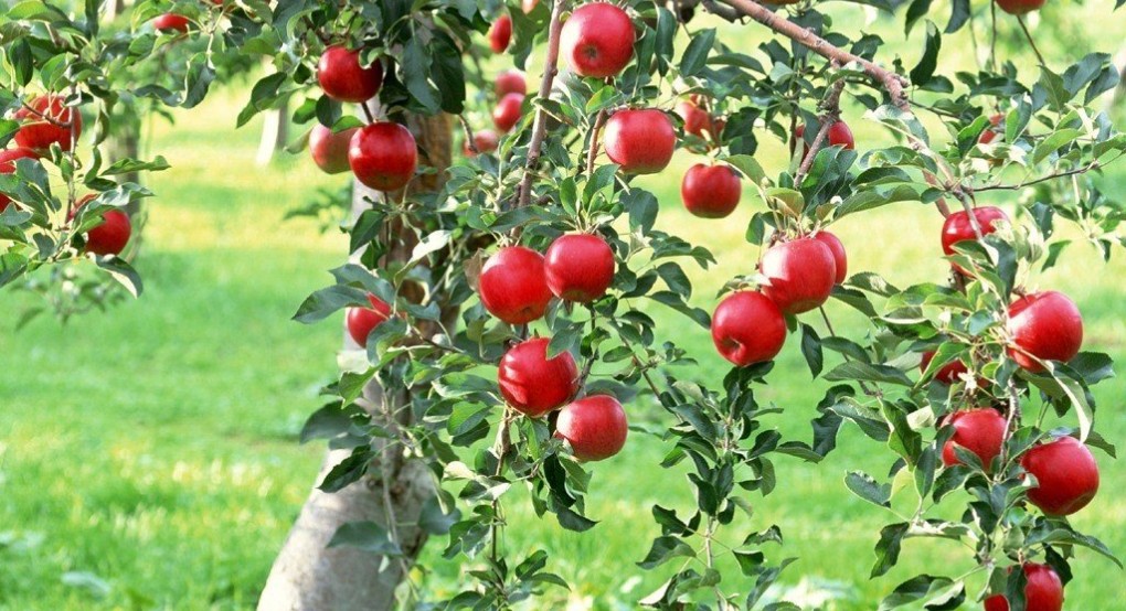 Ενισχύσεις στους Παραγωγούς Μήλων με Παρέμβαση του Υφυπουργού Διονύση Σταμενίτη