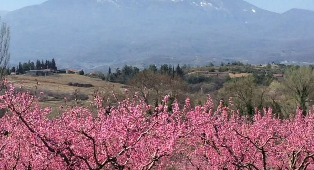 Επικοινωνία Ιορδάνη Τζαμτζή με την Προϊσταμένη του ΕΛΓΑ Μαρία Παππά για τις ζημιές από τον παγετό στην Πέλλα