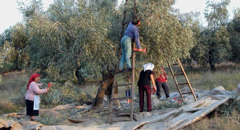 Σε απόγνωση οι παραγωγοί Ελιάς