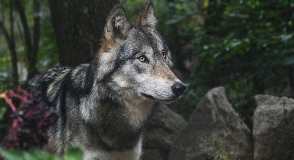 Πέλλα: Καταγγελία για «βόλτα» λύκου έξω από παιδικό σταθμό