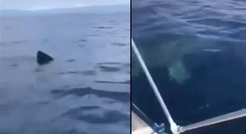 Καρχαρίας 5 μέτρων κολυμπά γύρω από τη βάρκα ενός ψαρά στο Γύθειο