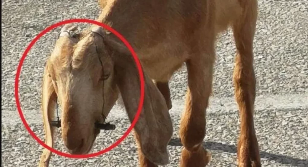 Έδεσε τα στόματα κατσικιών για να μην θηλάζουν!