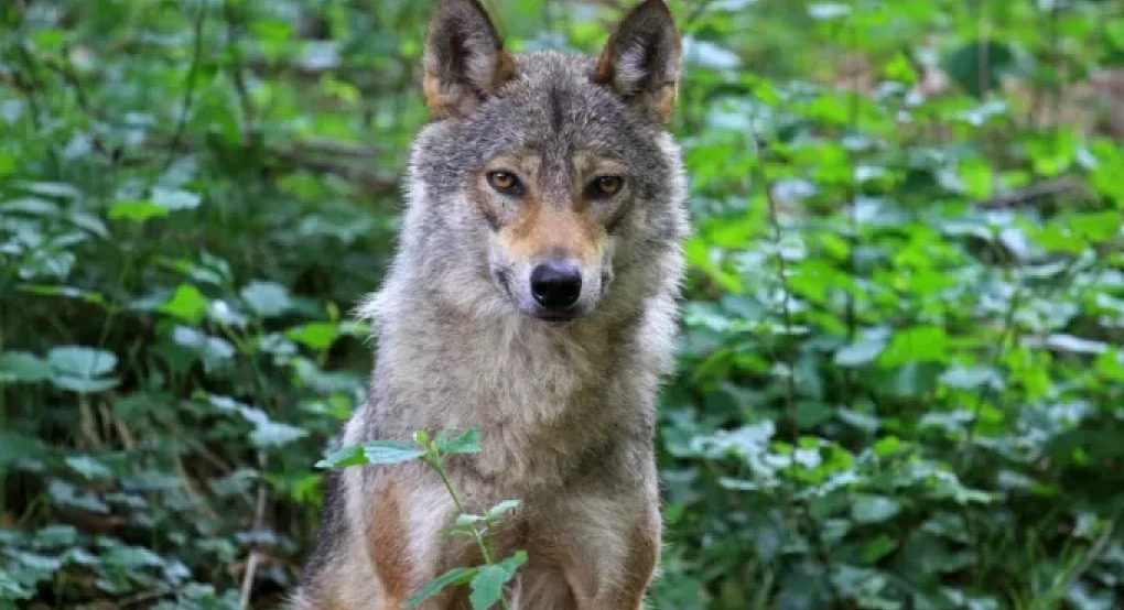 Τρόμος για αγρότη σε χωριό της Μαγνησίας - Βρέθηκε «αντιμέτωπος» με αγέλη λύκων