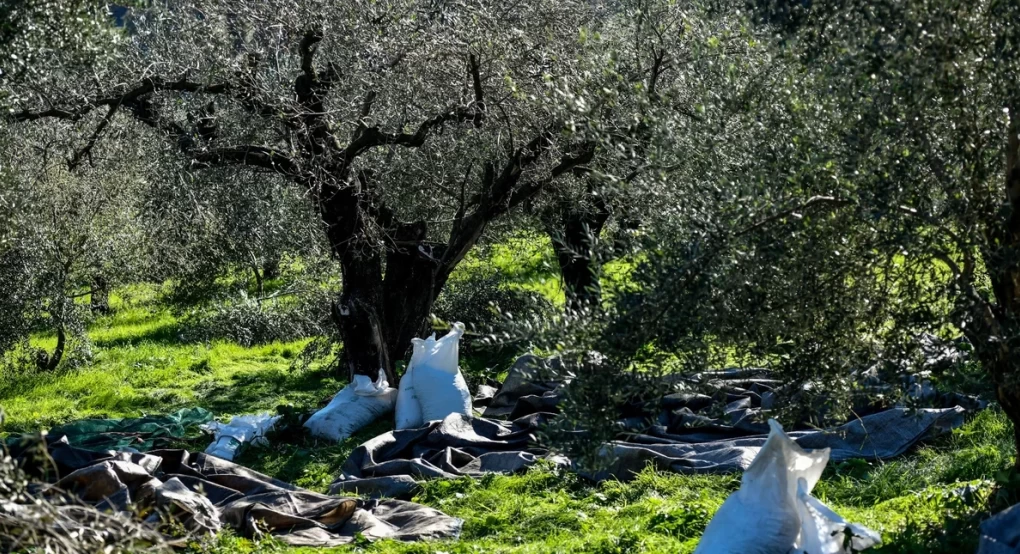 «Χρυσός» το ελαιόλαδο: Μάζεμα ελιάς με... σεκιούριτι και περιπολίες -Αντικλεπτικά στα σούπερ μάρκετ