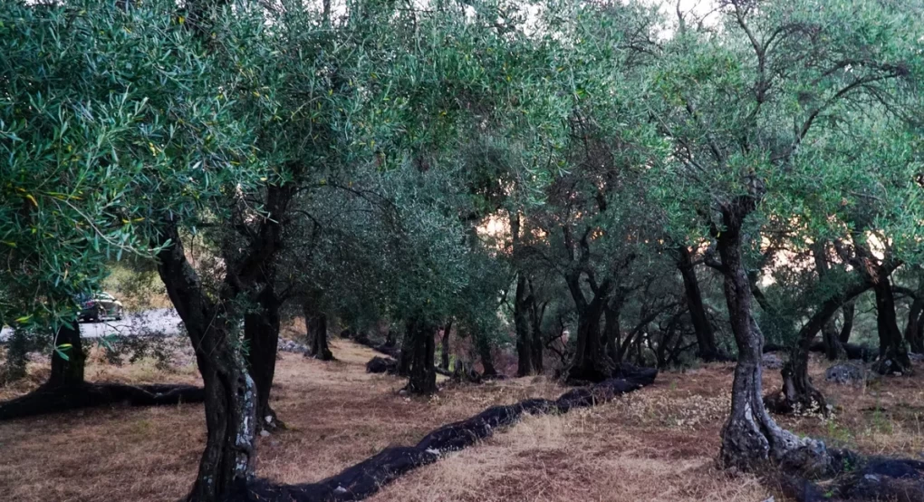 Κρήτη: Πήγε στο λιοστάσι του και βρήκε 42 ελιές κομμένες από τη ρίζα -Συνελήφθη 59χρονος
