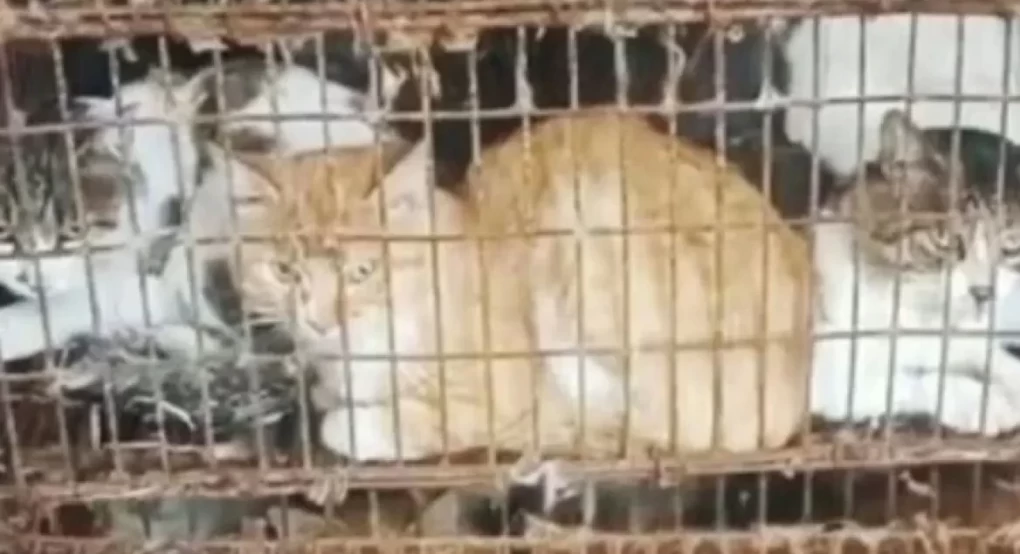 Χανιά: Είχε 77 γάτες και 10 σκύλους σε άθλιες συνθήκες – €199.000 πρόστιμο στην ιδιοκτήτρια