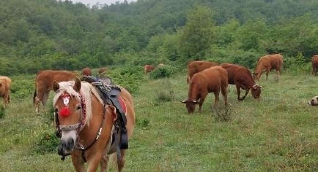 Αετοχώρι Αλμωπίας: Όμορφα άλογα στους πρόποδες της Τζένας