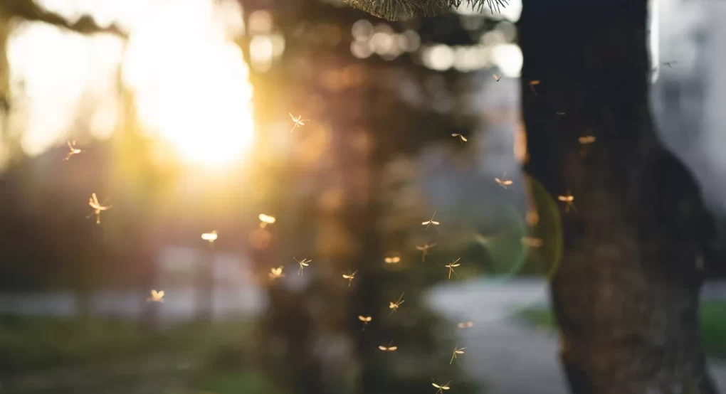 Γιατί έχουμε κουνούπια όλο τον χρόνο: Δύο ειδικοί εξηγούν – Tips προφύλαξης από τα τσιμπήματα