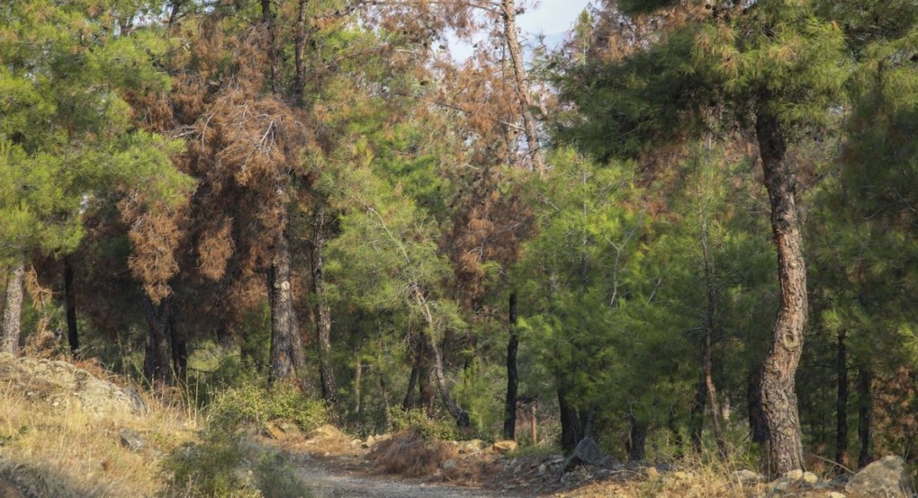 Φωτιά στο Σέιχ Σου: Τέθηκε υπό μερικό έλεγχο -Προσήχθη ύποπτος