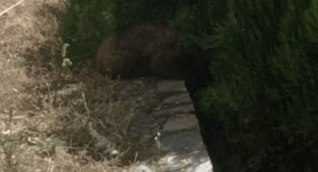 Καστοριά: Απεγκλωβίστηκε αρκουδάκι έξι μηνών από προαύλιο ξενοδοχείου