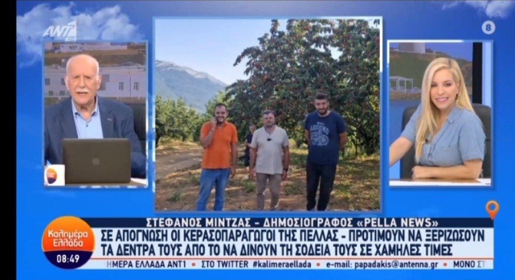 Καλημέρα Ελλάδα: Τα προβλήματα των κερασοπαραγωγων (βίντεο)