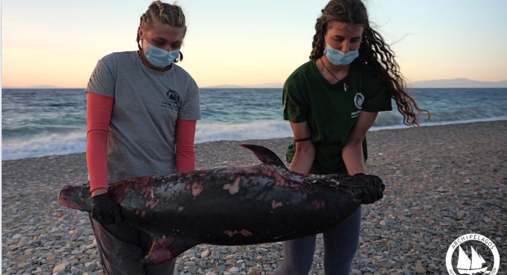 Ινστιτούτο Θαλάσσιας Προστασίας Αρχιπέλαγος- Σκόπιμη Θανάτωση Δελφινιού στο ΒΑ Αιγαίο