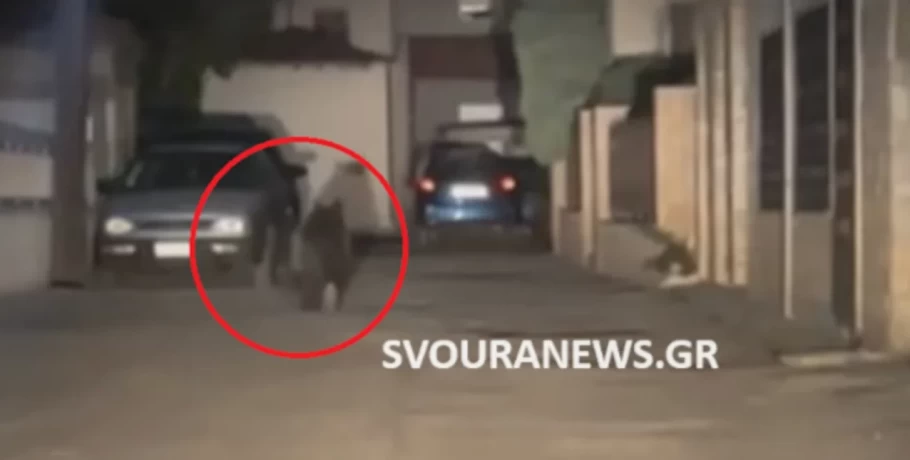 Αρκούδα έσπειρε τον πανικό στο Άργος Ορεστικό: Έτρεχε στο κέντρο της πόλης, την έδιωξαν μετά από ώρες