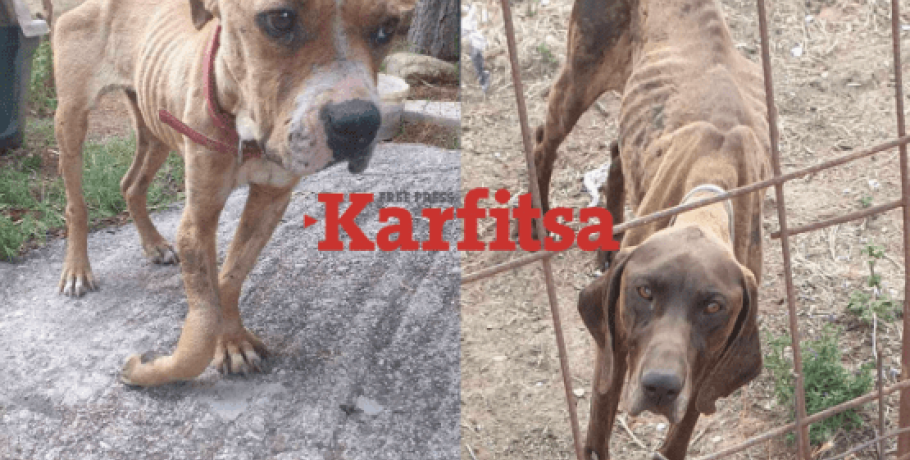 Κιλκίς: Σοκάρουν οι εικόνες κακοποιημένων ζώων από το καταφύγιο «κολαστήριο»