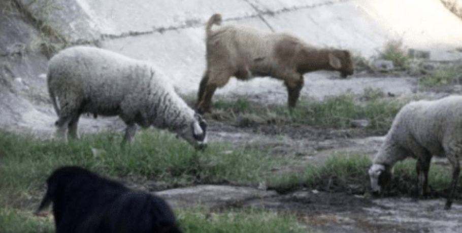 Λάρισα: Κρούσματα πανώλης σε αιγοπρόβατα