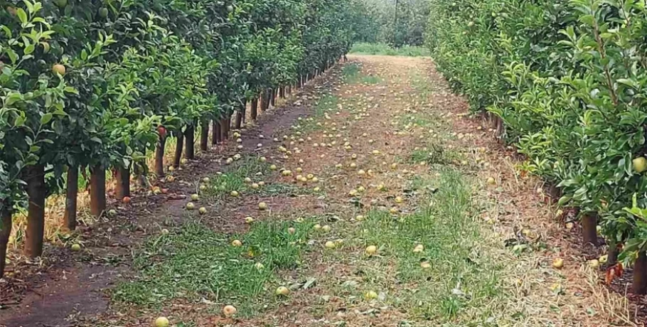 Άνοιξαν οι ουρανοί στη Λάρισα, ζημιές σε καλλιέργειες