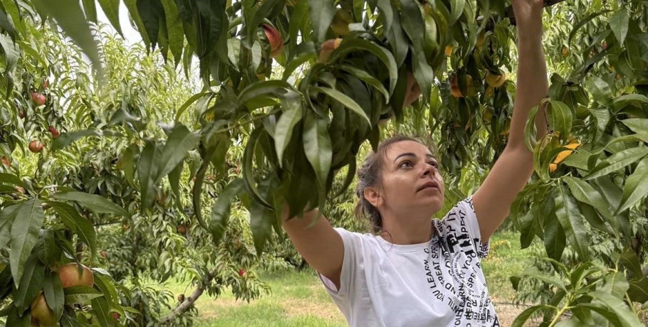 Κατευθυντήριες οδηγίες για την αντιμετώπιση ακάρεων του γένους Eriophyes sp. σε καλλιέργειες πυρηνοκάρπων