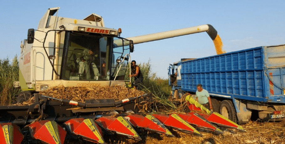 Βόρεια Ελλάδα: Λίγα τα κιλά φέτος στο καλαμπόκι, σαν όνειρο τα 900 κιλά προς λήψη συνδεδεμένης για πολύ κόσμο