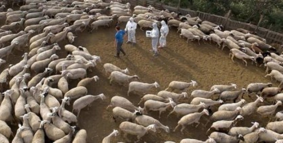 Πλήθος προβλημάτων στην καταβολή ενισχύσεων λόγω θανατώσεων ζώων εξ αιτίας της πανώλης