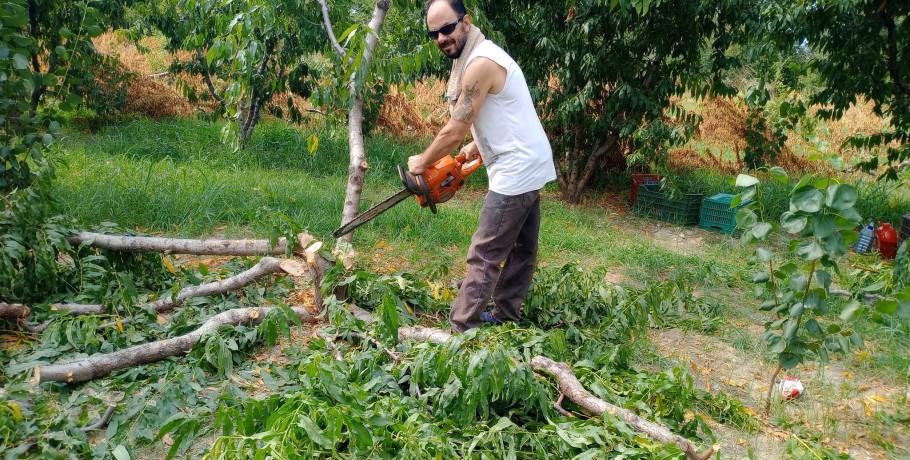 Αλμωπία/Νίκος Παπάζογλου: Ξήλωσε τα ροδάκινα και είδε "φως" στο ρόδι!