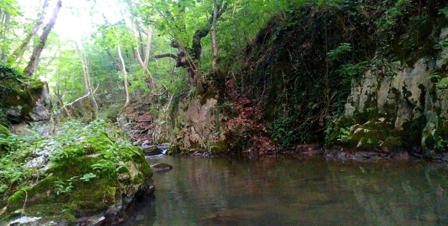 Ευρωπαϊκή διάκριση - προβολή για το Δάσος της Κούπας