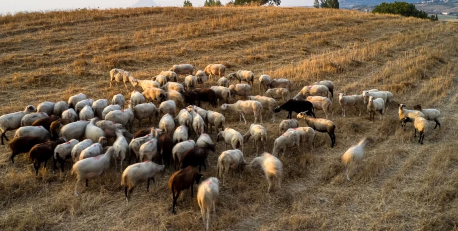 Ευλογιά των προβάτων: Κίνδυνος ανατιμήσεων - Εξετάζουν plan b μετά το 10ημερο κλείσιμο των σφαγείων