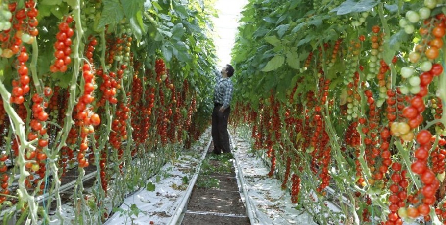 Σαλμονέλα: Συναγερμός για τα κρούσματα από ντοματίνια σε 16 χώρες της Ευρώπης