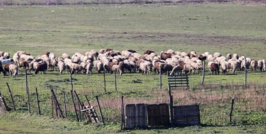 Ευλογιά σε μονάδα με 1500 πρόβατα στην Αγχίαλο -Σε “κόκκινη ζώνη” η Μαγνησία