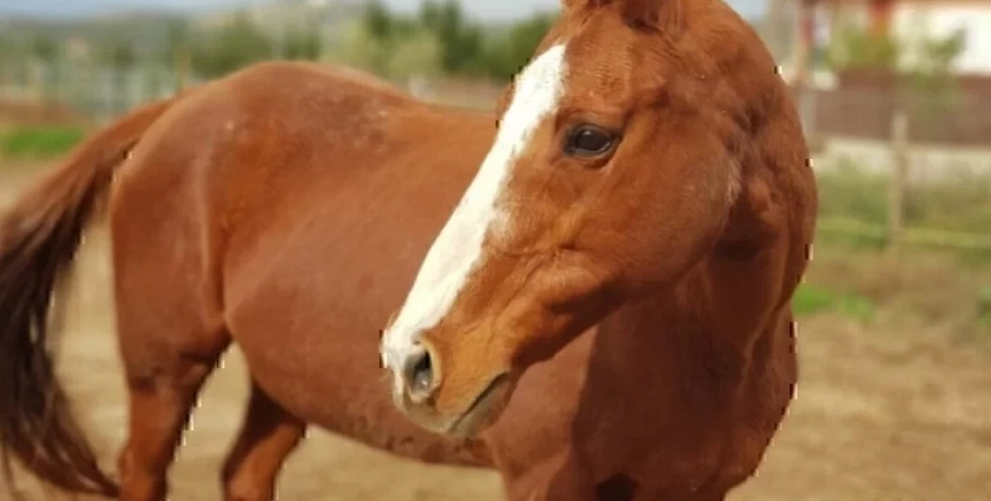 Σε εισαγγελείς η υπόθεση των αδέσποτων αλόγων στον Υμηττό