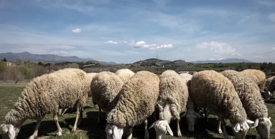 Ηράκλειο: Μέτρα για την αποφυγή εξάπλωσης της ευλογιάς στα αιγοπρόβατα