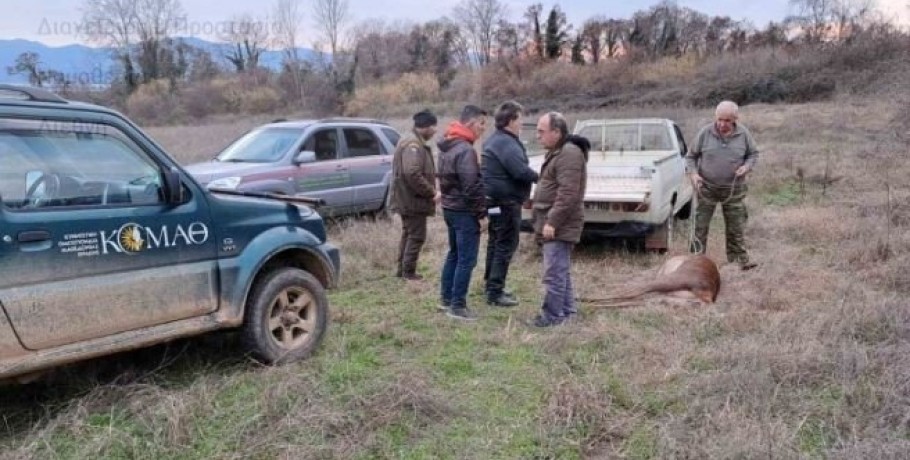 Σοβαρό περιστατικό λαθροθηρίας στο Καταφύγιο Άγριας Ζωής της Κερκίνης